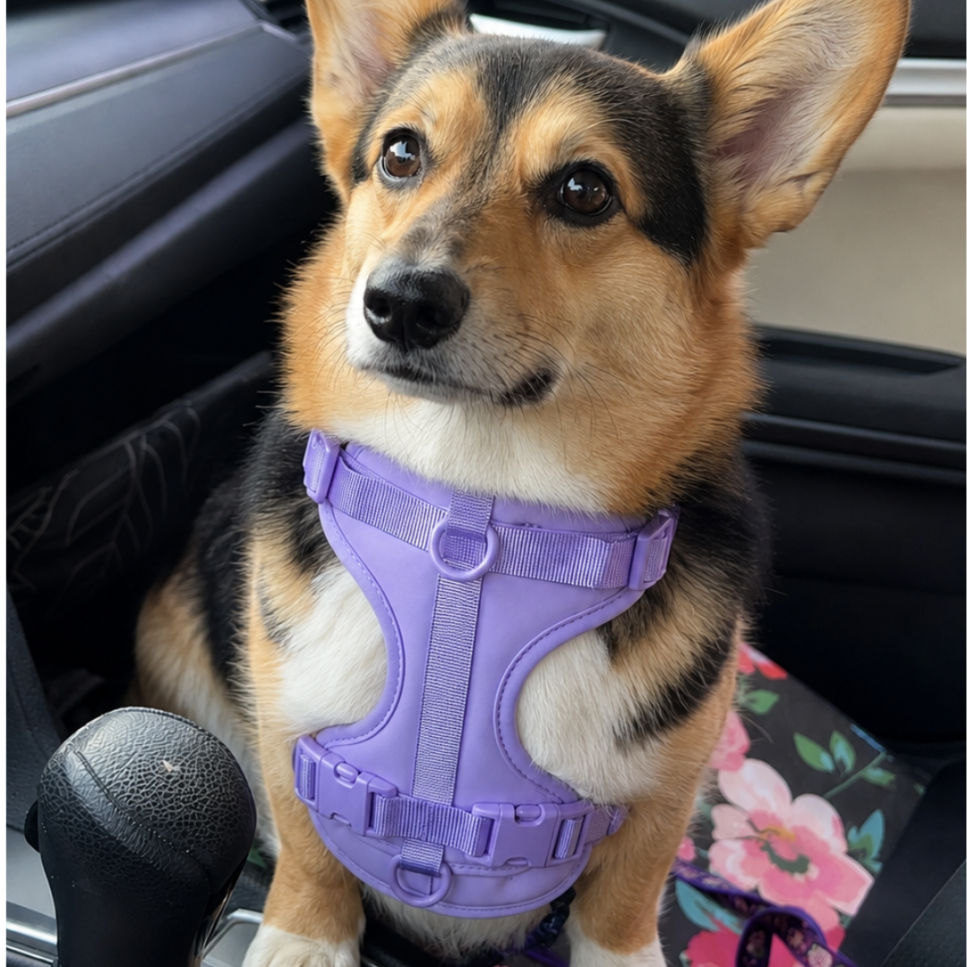 Jamie S. corgi