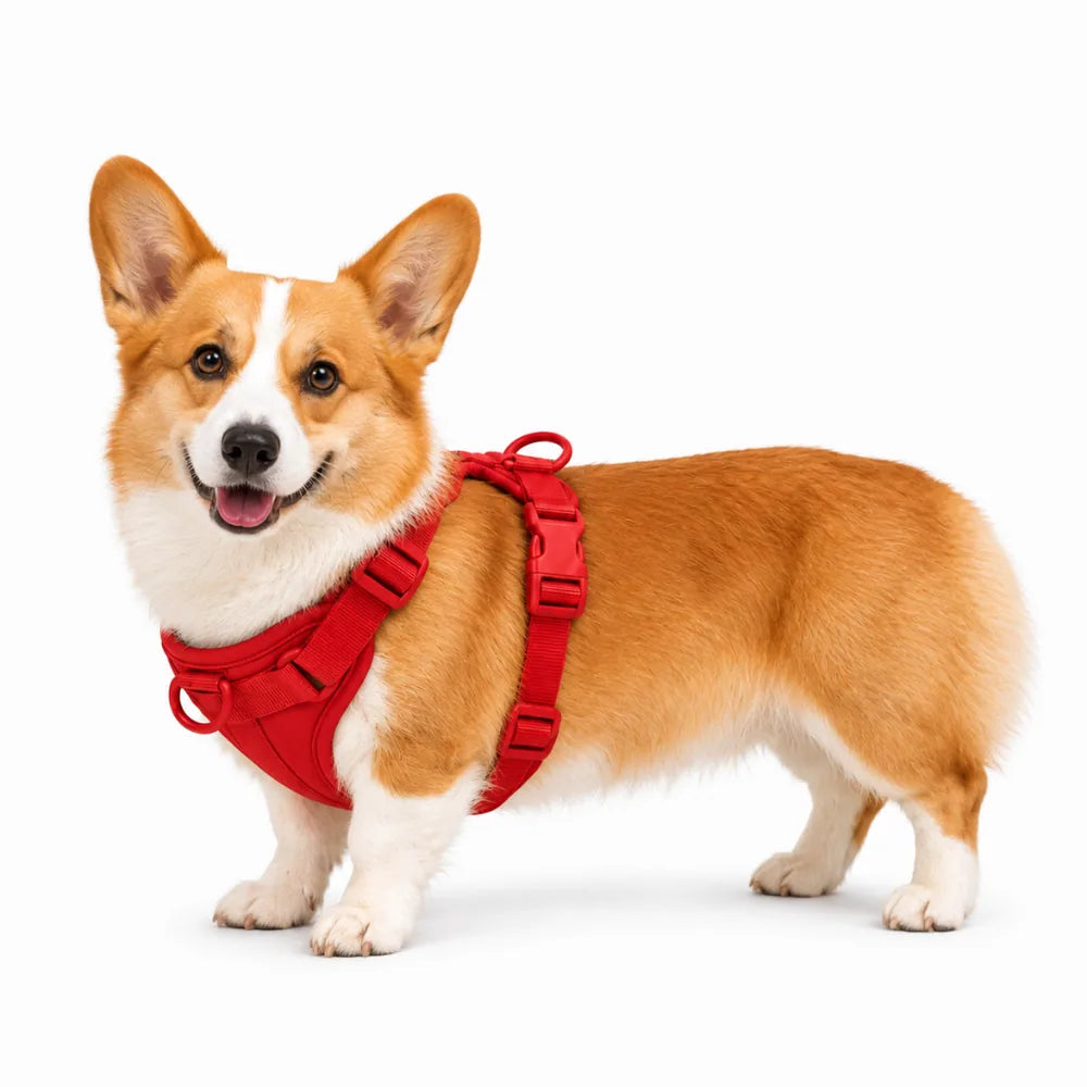 Petit chien portant le harnais rouge Corgi & Co.