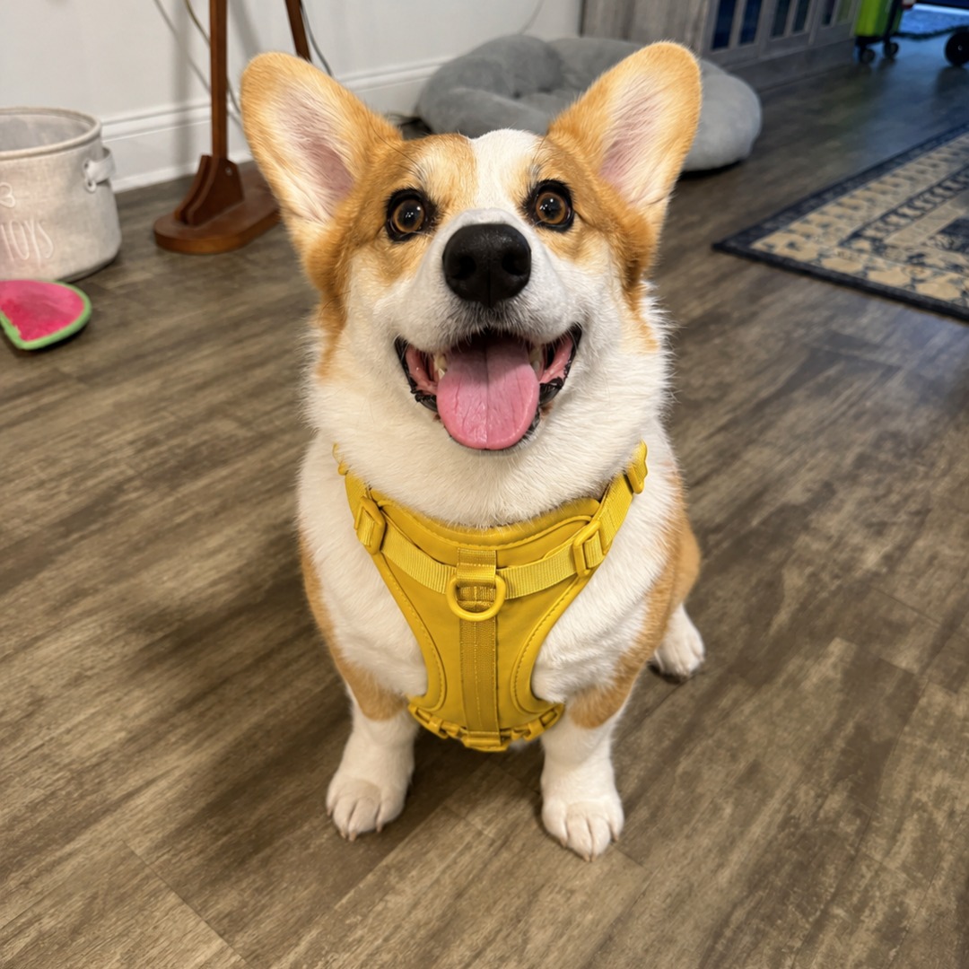 Mary A. corgi
