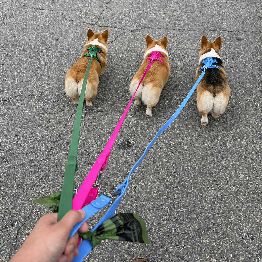 Genevieve R. corgi