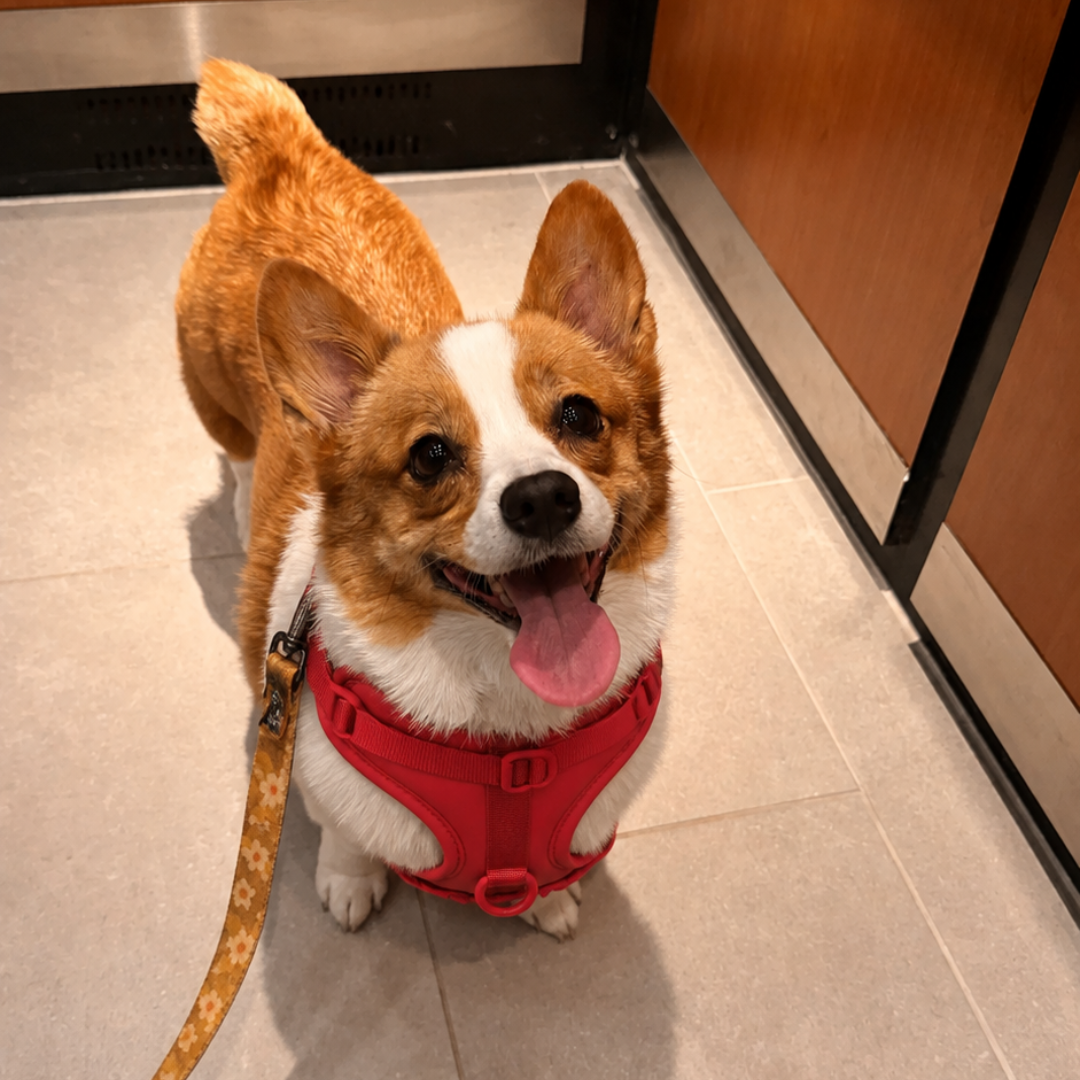 Samantha S. corgi